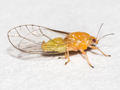 Trioza remota